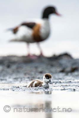 BB 15 0512 / Tadorna tadorna / Gravand